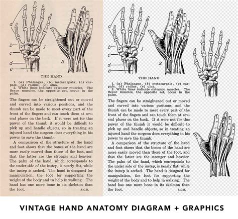 Vintage Hand